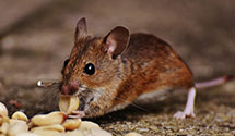 24 Hour & Emergency Exterminators in Pine Swamp, PA